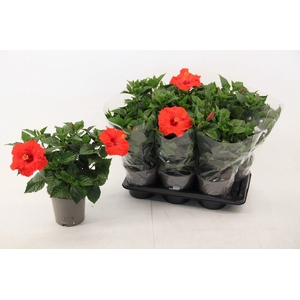 Hibiscus Bordeaux 17 cm