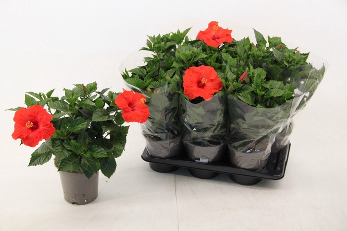 <h4>Hibiscus Bordeaux 17 cm</h4>