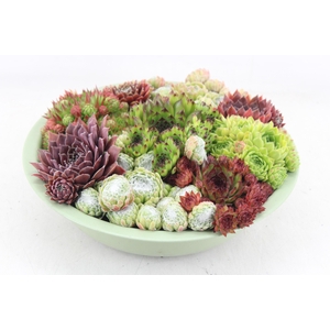 arr4 Semp MB - Zink schaal green Los