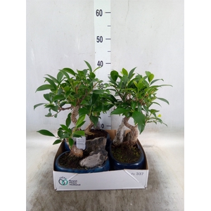 Bonsai   ...mix