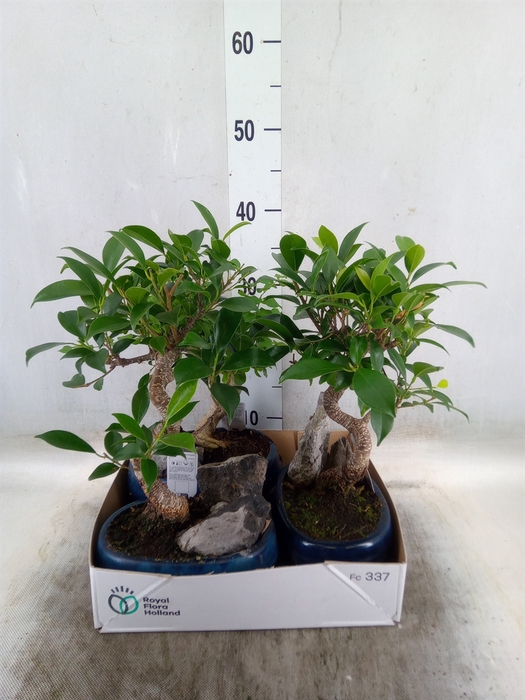 <h4>Bonsai   ...mix</h4>