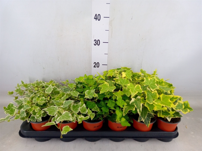 <h4>Hedera helix   ...mix 3</h4>