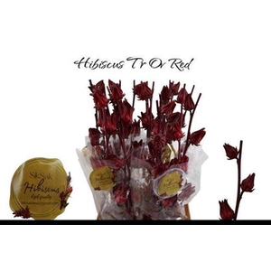 Hibis Trionum Ov