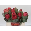 Protea Grandiceps