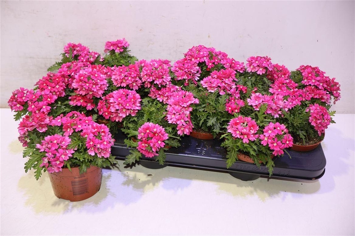 <h4>Verbe Drums Pink</h4>