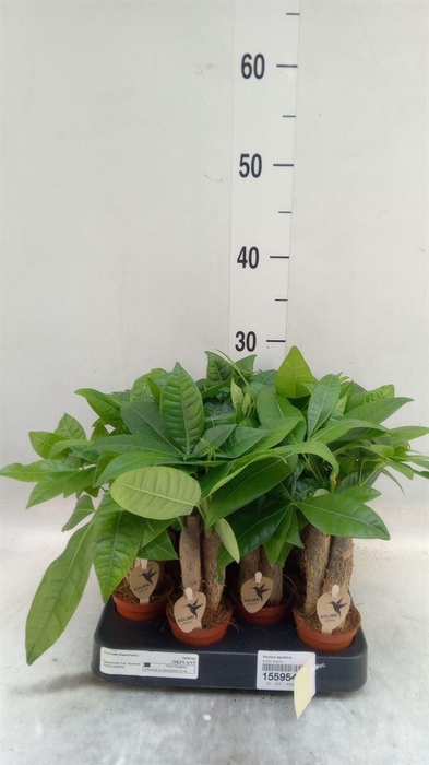 <h4>Pachira aquatica</h4>
