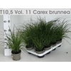 arr8 Carex Brunnea
