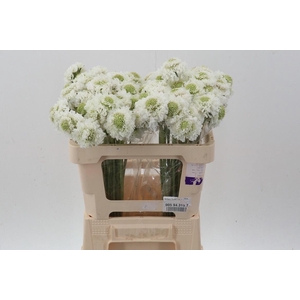 Scab At Focal White Imp