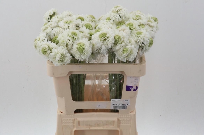 <h4>Scab At Focal White Imp</h4>