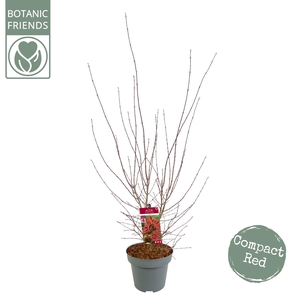 Acer palm. 'Shaina' C14 struik