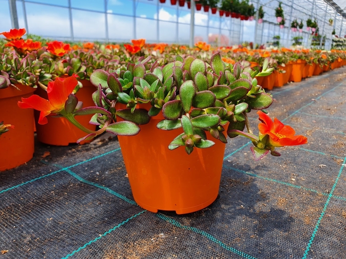 <h4>Portulaca</h4>