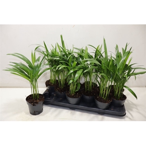 Dypsis Lutescens