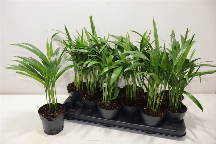 <h4>Dypsis Lutescens</h4>