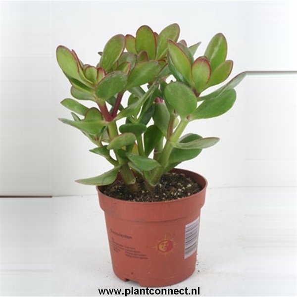 <h4>27 Crassula Ovata 12 cm</h4>