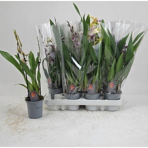 ORCHIDEEEN GEM