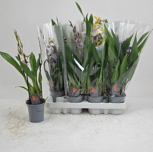 <h4>ORCHIDEEEN GEM</h4>