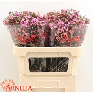 Chamelaucium Purple Pride