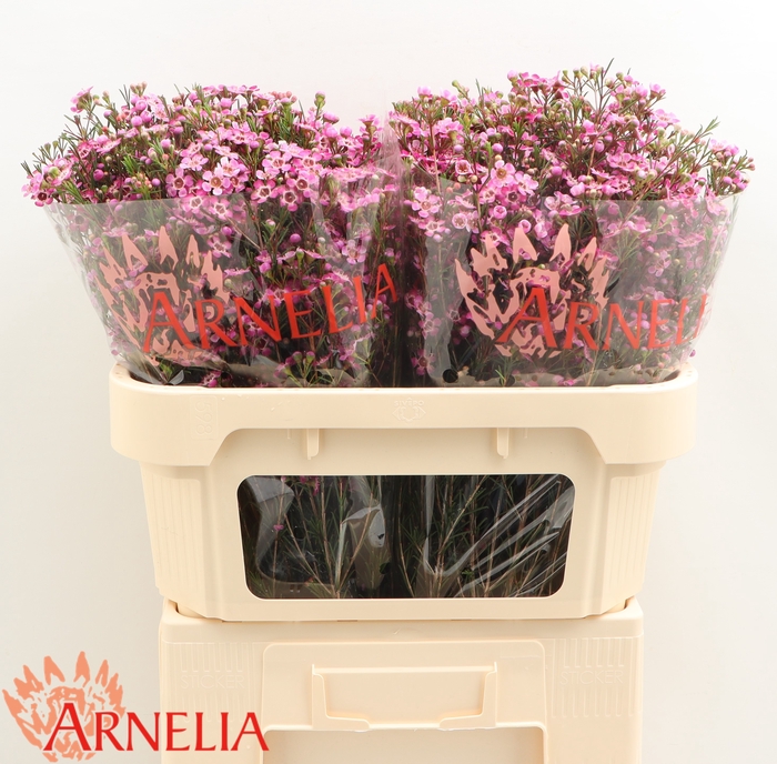 <h4>Chamelaucium Purple Pride</h4>