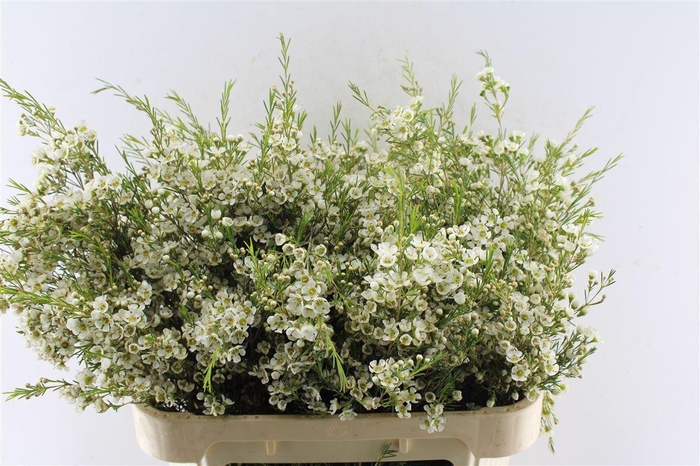 <h4>Chamelaucium Ofir White</h4>