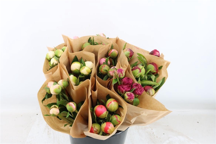 <h4>Paeo L Assorti 5st Bunch</h4>