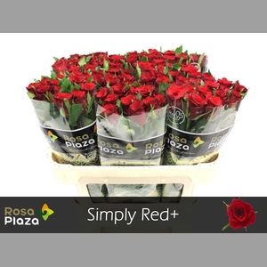 R GR SIMPLY RED+