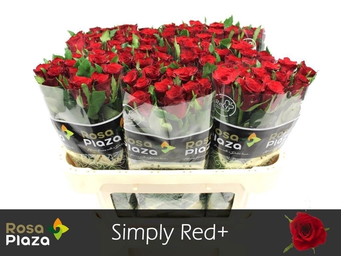 <h4>R GR SIMPLY RED+</h4>