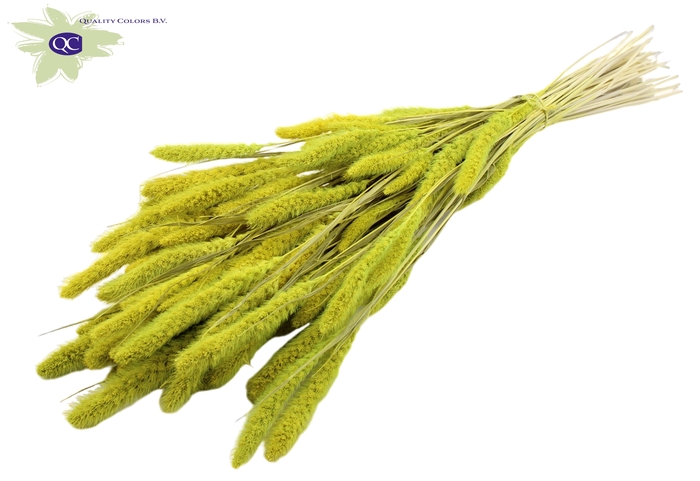 Setaria per bunch intense mint green