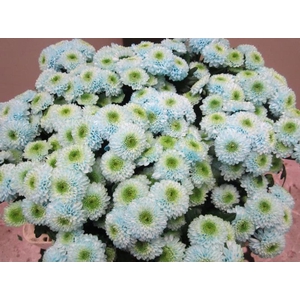 Chr San Ferry Sweet Blauw