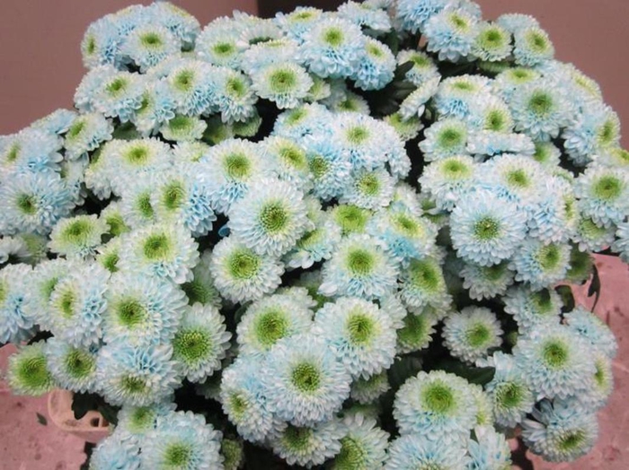 <h4>Chr San Ferry Sweet Blauw</h4>