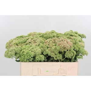 Sedum Herbstfreud Gr