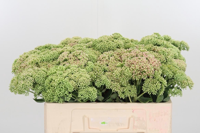 <h4>Sedum Herbstfreud Gr</h4>