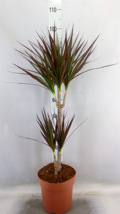<h4>Dracaena marg. 'Magenta'</h4>