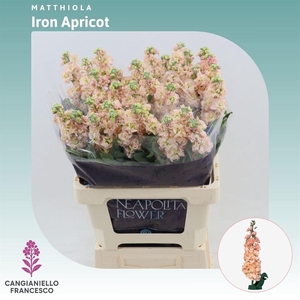 Matthiola Iron Apricot