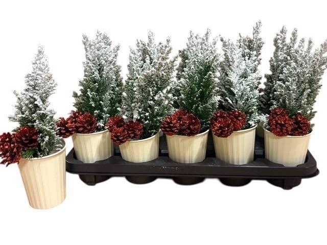 <h4>KERSTBOOM VERSIERD</h4>