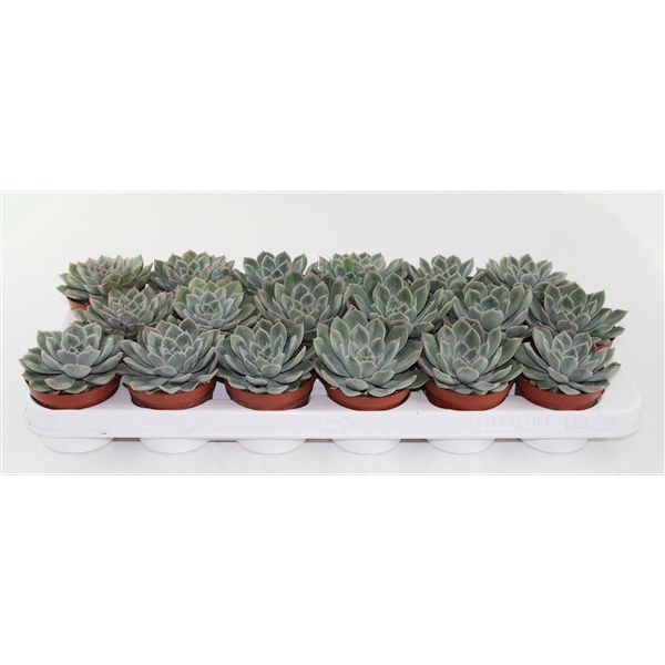 <h4>Echeveria Rosea</h4>