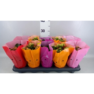 Kalanchoe blos. 'Perfecta'  ..mix 5