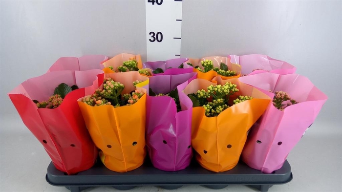 <h4>Kalanchoe blos. 'Perfecta'  ..mix 5</h4>