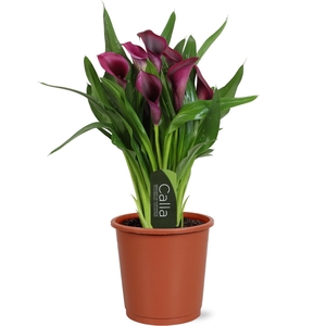 Zantedeschia Bullit Calla donkerpaars met etiket