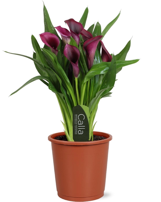 <h4>Zantedeschia Bullit Calla donkerpaars met etiket</h4>