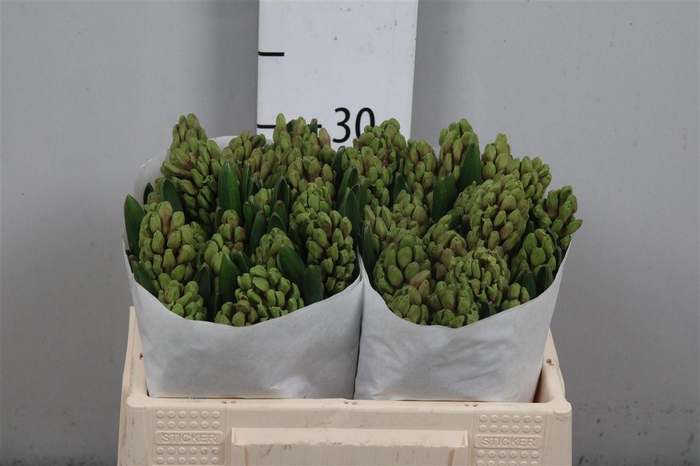 <h4>Hyac Jan Bos</h4>