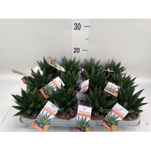 Gasteria