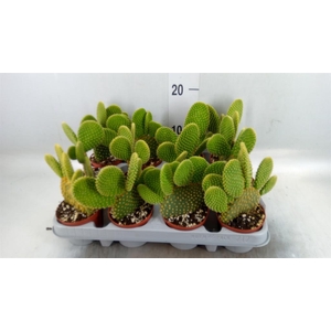 Opuntia microdasys var. pallida