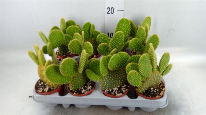 <h4>Opuntia microdasys var. pallida</h4>