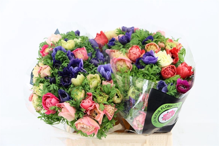 <h4>Anem Levante Mix</h4>