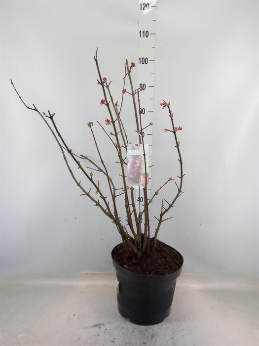 <h4>Viburnum bodnant. 'Dawn'</h4>