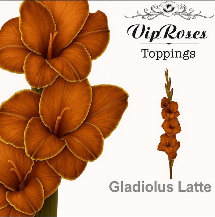 <h4>GLAD GR LATTE</h4>