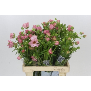 Ranunculus Butterfly Isis