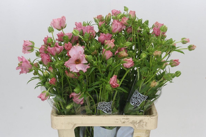 <h4>Ranunculus Butterfly Isis</h4>