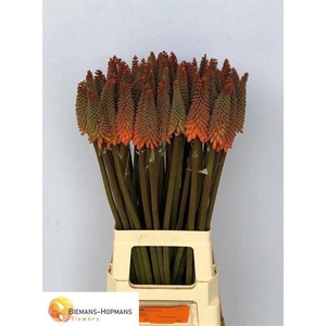 Kniphofia Alcazar Biemans