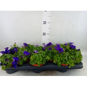Petunia  'Famous Blue'